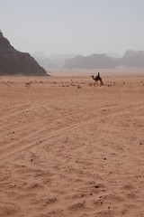 Camel in Wadi Rum, Jordan (Chameaux dans le Wadi Rum, Jordanie)