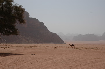 Fototapeta na wymiar Camel in Wadi Rum, Jordan (Chameaux dans le Wadi Rum, Jordanie)