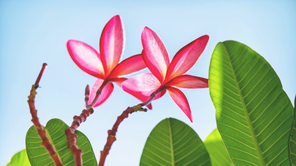 Beautiful pink flower with branches and leaves