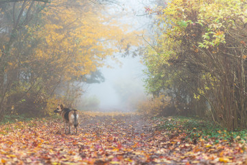 Dag walking on a path in the forest on a cold misty autumn morning