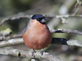 Eurasian bullfinch (Pyrrhula pyrrhula)