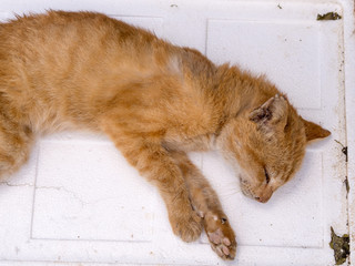 Dead cat on street