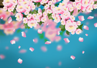 Spring background, flowers, spring