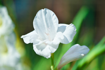 White gladiolus flower
