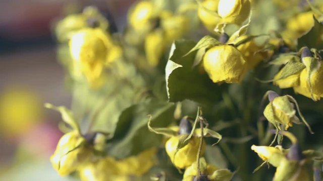 Bouquet of dried yellow roses close up 4K
