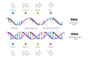 Molecular Structure Of DNA and RNA. Infographic Educational Vector Illustration - obrazy, fototapety, plakaty