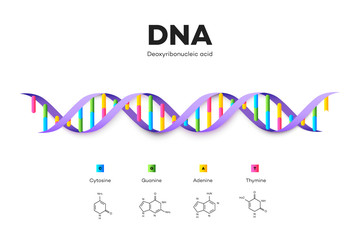 Molecular Structure Of DNA. Infographic Educational Vector Illustration - obrazy, fototapety, plakaty