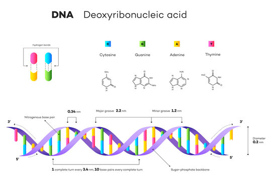 Molecular Structure Of DNA. Infographic Educational Vector Illustration