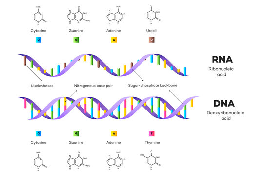 Molecular Structure Of DNA And RNA. Infographic Educational Vector Illustration