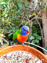 colorful parrot