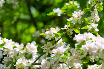 Blooming Apple tree in the spring garden