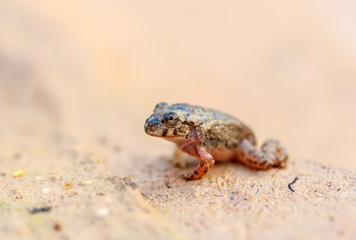 Tadpole Small