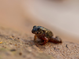 Tadpole Small in water