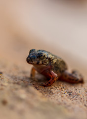Tadpole Small in water