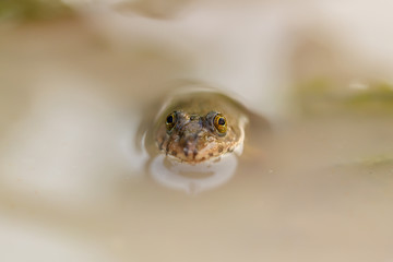Tadpole Small in water