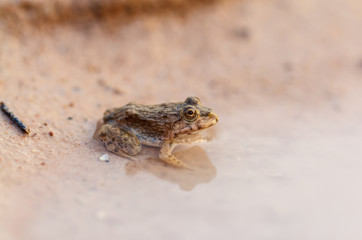 Tadpole Small in water