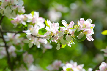 Blooming Apple tree in the spring garden