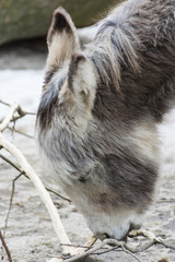 A donkey eating a bark from a twig.
