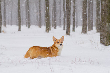Cute welsh pembroke corgi portrait, funny dog having fun in snow 