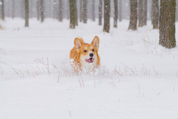 Cute welsh pembroke corgi portrait, funny dog having fun in snow 