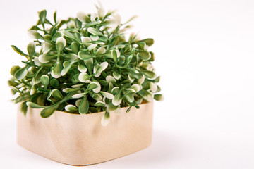 box with  green plant white background