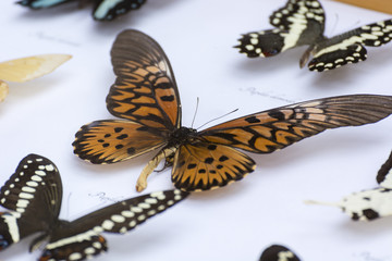 Illustration of butterflies under glass.
