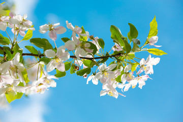 Blooming Apple tree in the spring garden