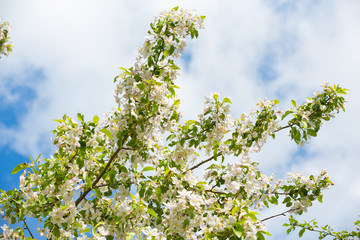 Blooming Apple tree in the spring garden