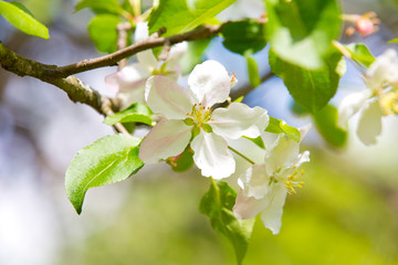 Blooming Apple tree in the spring garden
