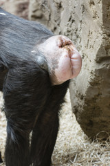Naklejka premium Chimp monkey asshole.