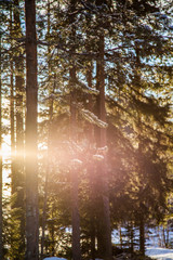 Fototapete bei efototapeten.de bestellen   