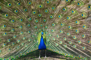 Obraz premium Majestic bright peacock.