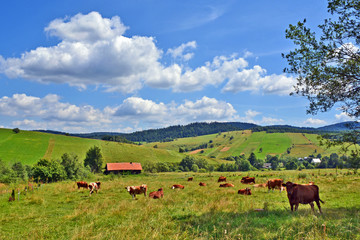 Naklejka na ściany i meble Dairy cows in the pasture