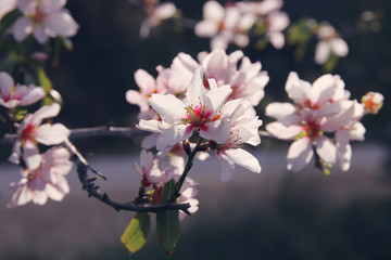 background of spring white cherry blossoms tree. selective focus.
