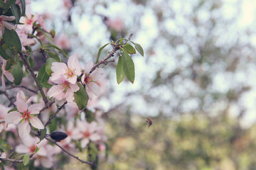 background of spring white cherry blossoms tree. selective focus.