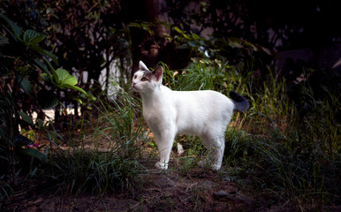 Naklejka na ściany i meble White Cat Looking at Something in the Garden