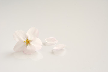 Fototapeta na wymiar 桜の花　白バック