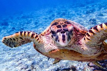 Hawksbill sea turtle swimming in Indian ocean in Maldives