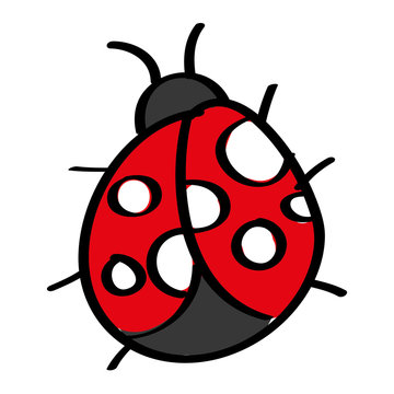 cute insect ladybug animal wildlife icon vector illustration