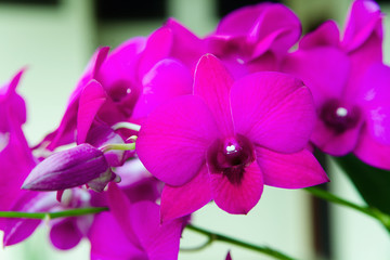 Beautiful opened flowers and a bud of orchids.