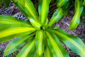 Obraz premium The leaves of the exotic plant are photographed from above.