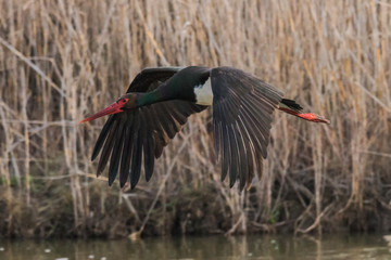 black stork Ciconia nigra