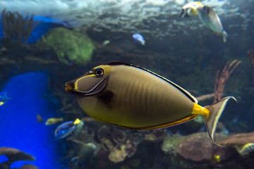 Fototapeta na wymiar Naso lituratus colorful fish closeup