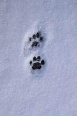 footprints of a cat in snow
