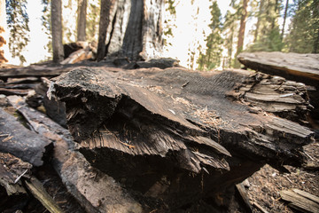 Dry,burnt,burtn trees,dyed trees,dyed sequoias,sequoias,dead trees,sequoua national park,sequoia national forest,forest,american nature,nature,naturel,wood,burnt wood,redwood,