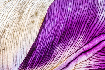 iris petals closeup