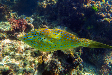 Scrawled filefish  - (aluterus scriptus) Big green fish with light-blue spots