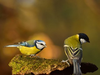 The Eurasian blue tit and the Great tit