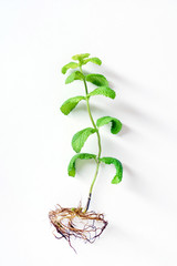 Fototapeta na wymiar mint plant on the white background