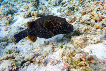 Whitespotted Puffer fish  (Arothron hispidus) - close up